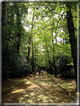 foto Parco botanico Terra Nostra